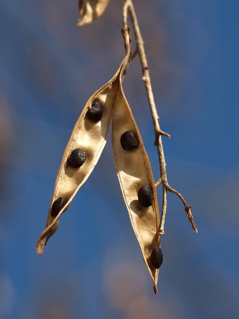 درخت پروانه